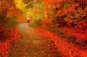 Autumn leaves