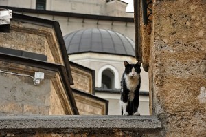 Cat_outside_Gazi_Husrev-Bey_Mosque