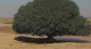 The blessed tree where the Prophet Muhammad (pbuh) stopped on a journey and met the monk Bahira. Image courtesy Ten Thousand Films.
